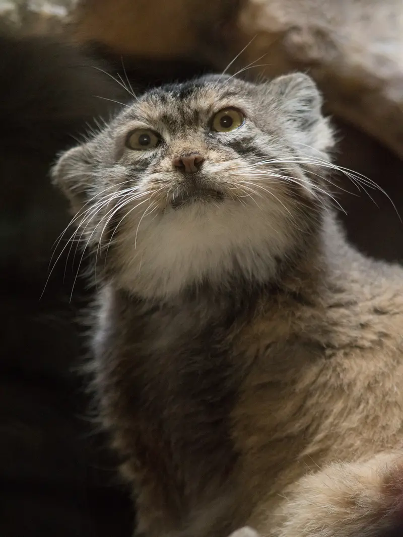 Фотография Примулы в Зоопарке Уено