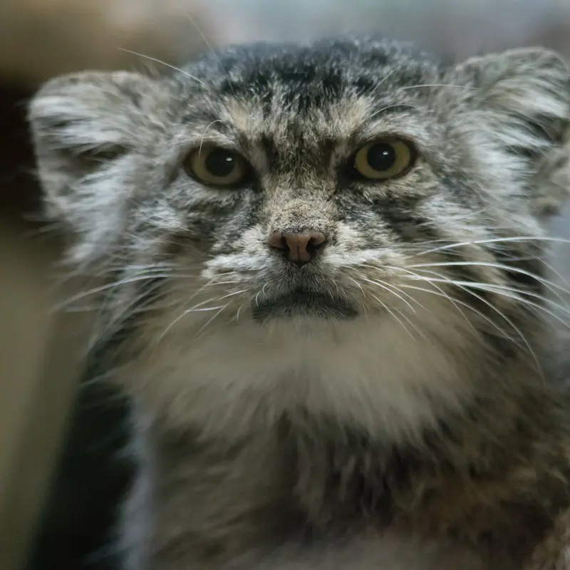 Фотография Примулы в Зоопарке Уено