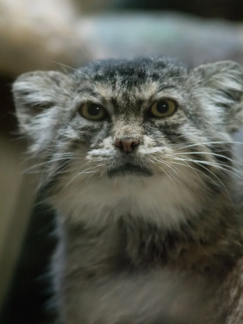 Фотография Примулы в Зоопарке Уено