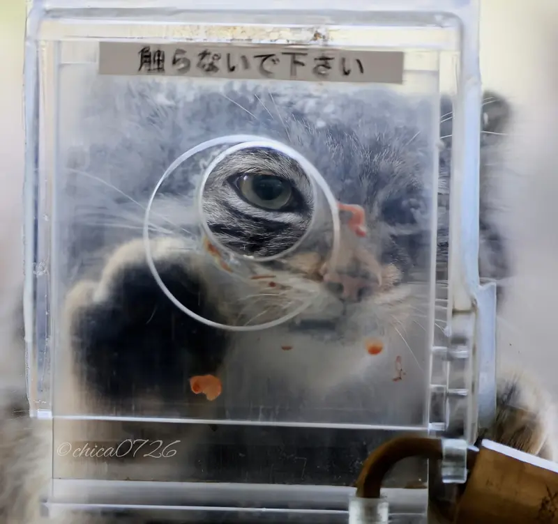 Фотография Абрикос в Царстве Животных Насу