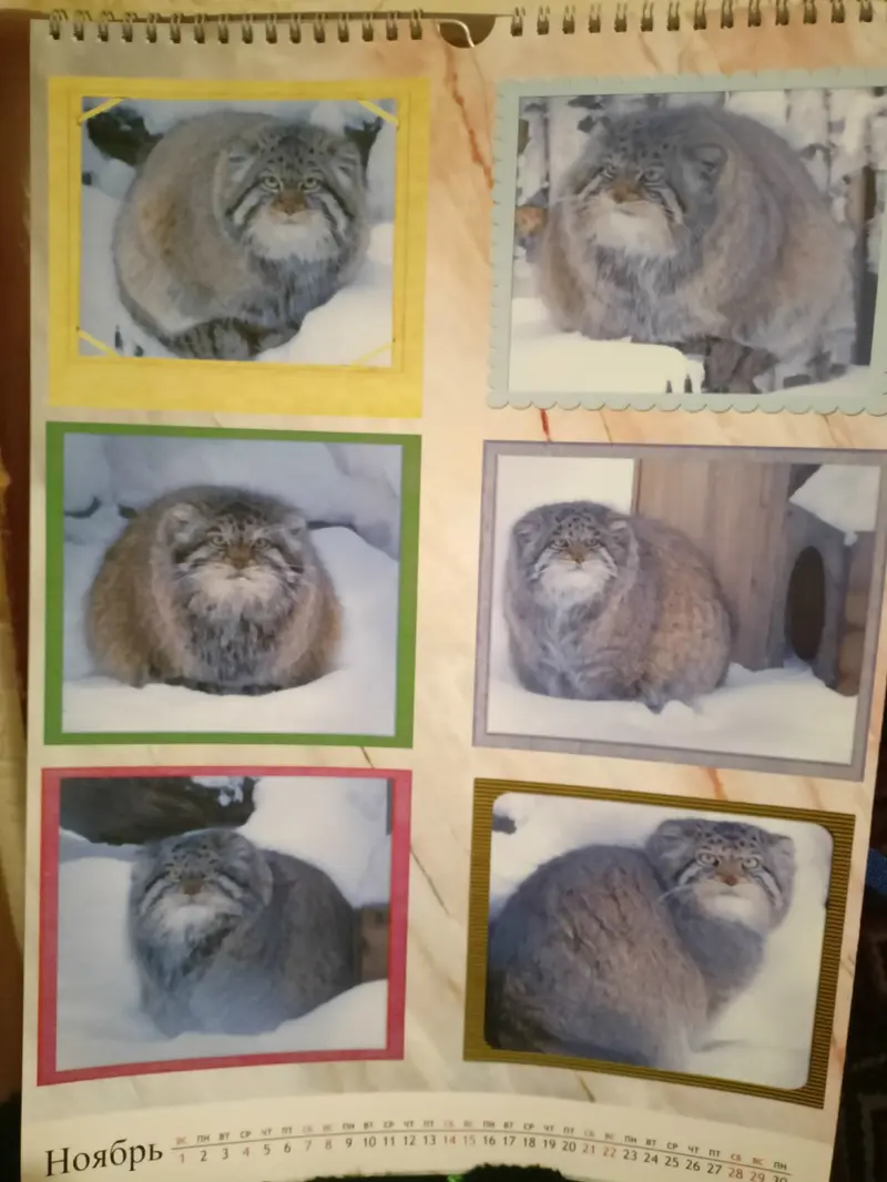 Фотография с манулом