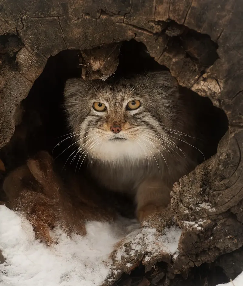 Фотография Мидаса в Зоопарке Красная река