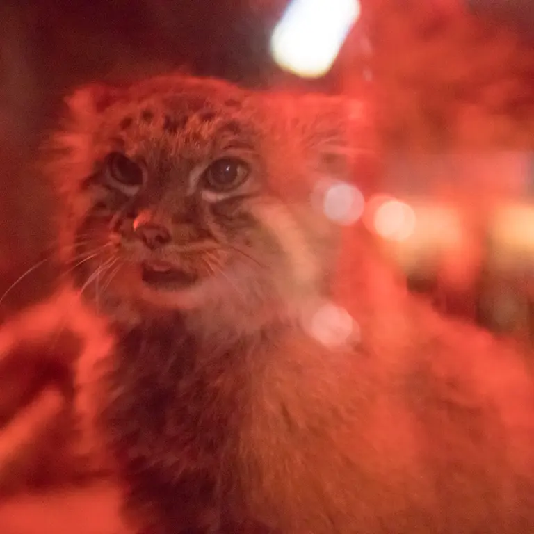 Фотография Найма в Зоопарке Уено