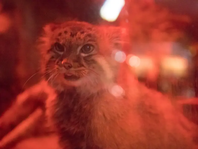 Фотография Найма в Зоопарке Уено