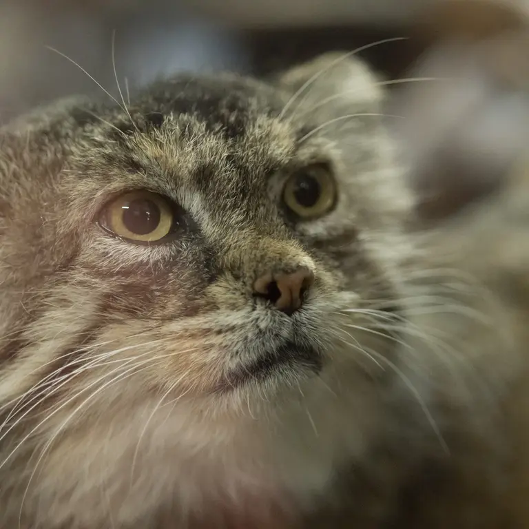 Фотография Примулы в Зоопарке Уено