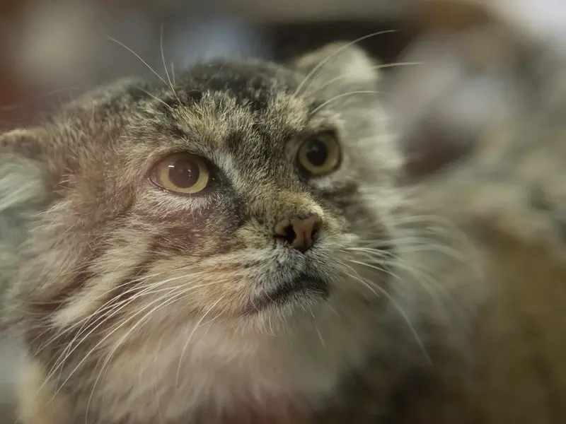 Фотография Примулы в Зоопарке Уено