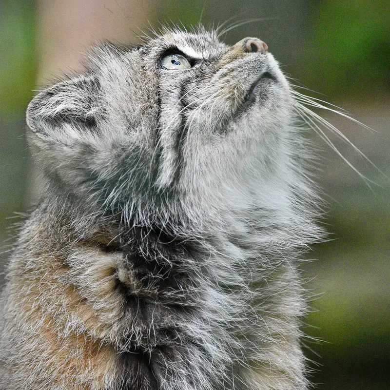 Фотография Манеки-Неко в Берлинском Зоопарке