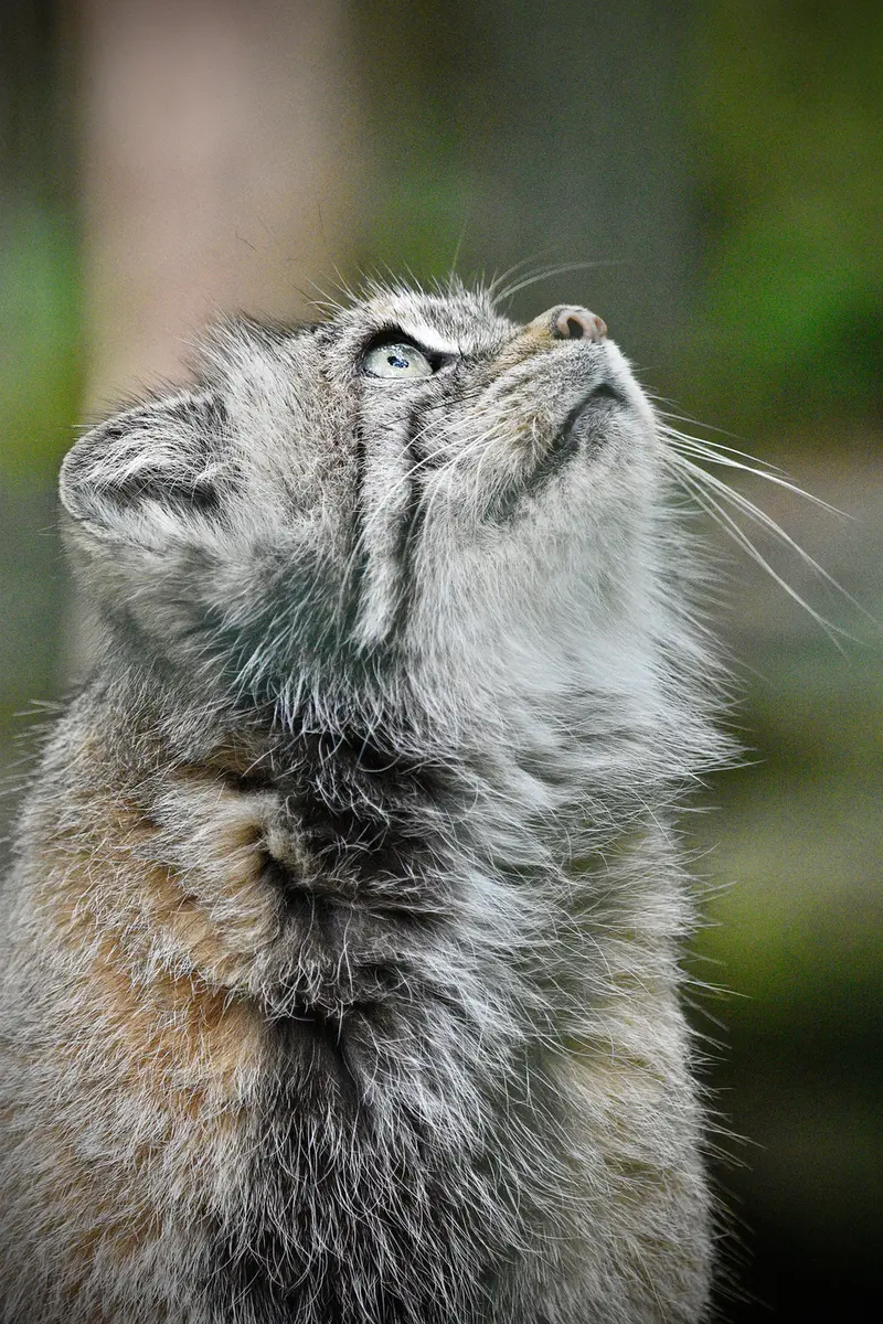 Фотография Манеки-Неко в Берлинском Зоопарке