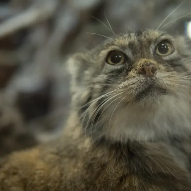 Фотография Примулы в Зоопарке Уено