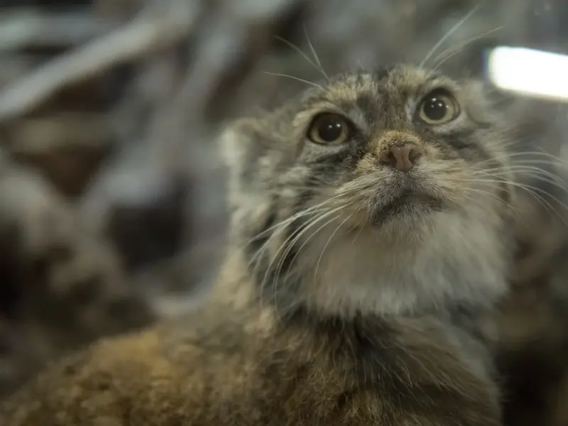 Фотография Примулы в Зоопарке Уено