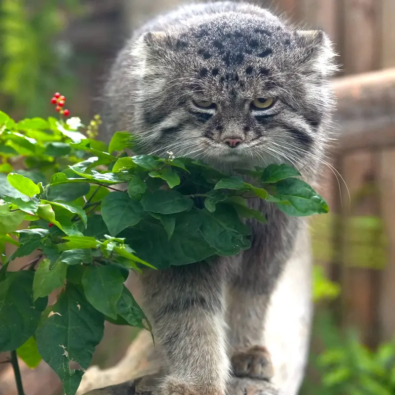 Фотография Нара в Царстве Животных Кобе
