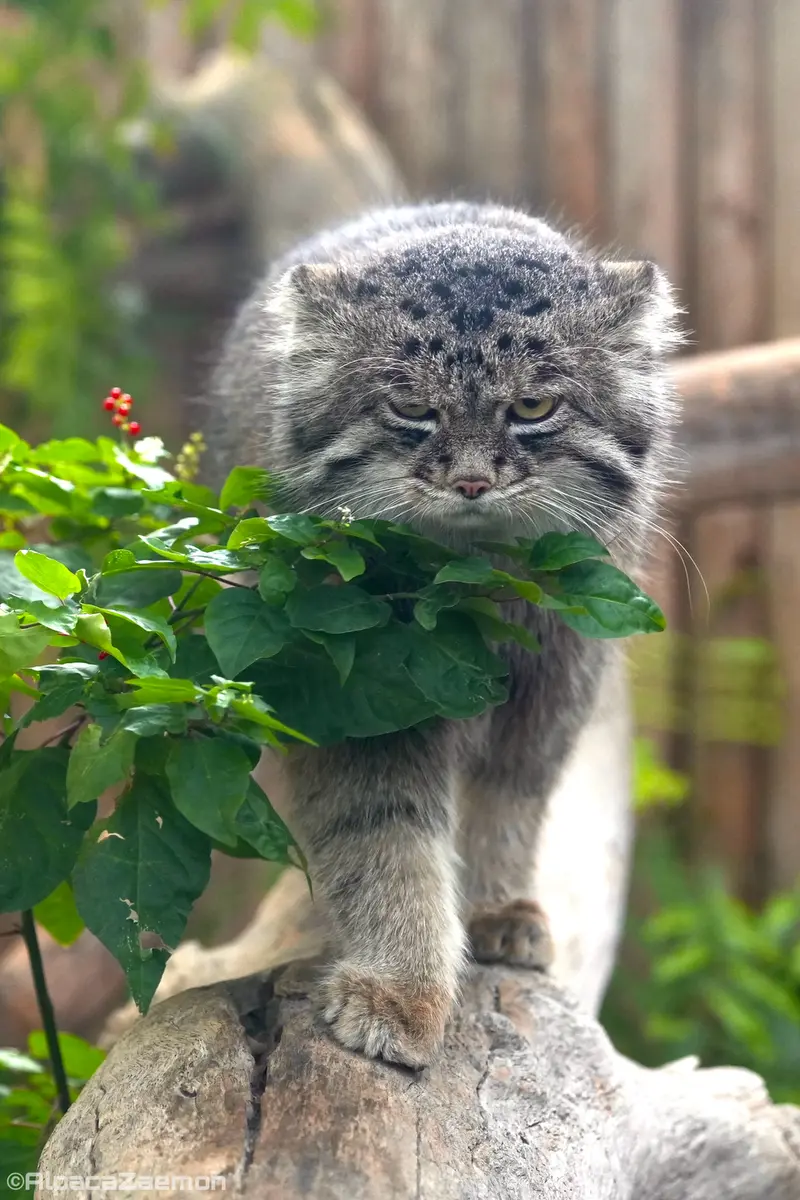 Фотография Нара в Царстве Животных Кобе