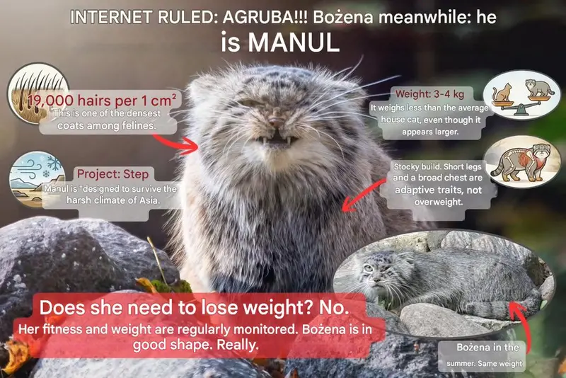 Фотография с манулом