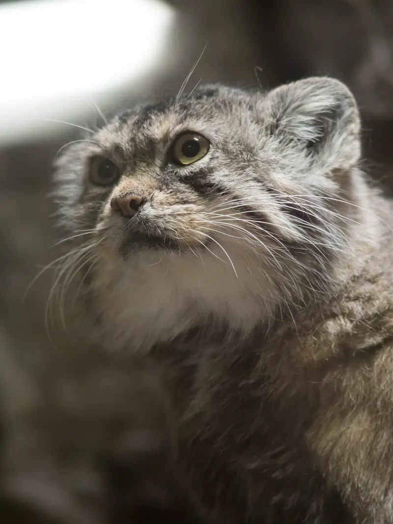 Фотография Примулы в Зоопарке Уено
