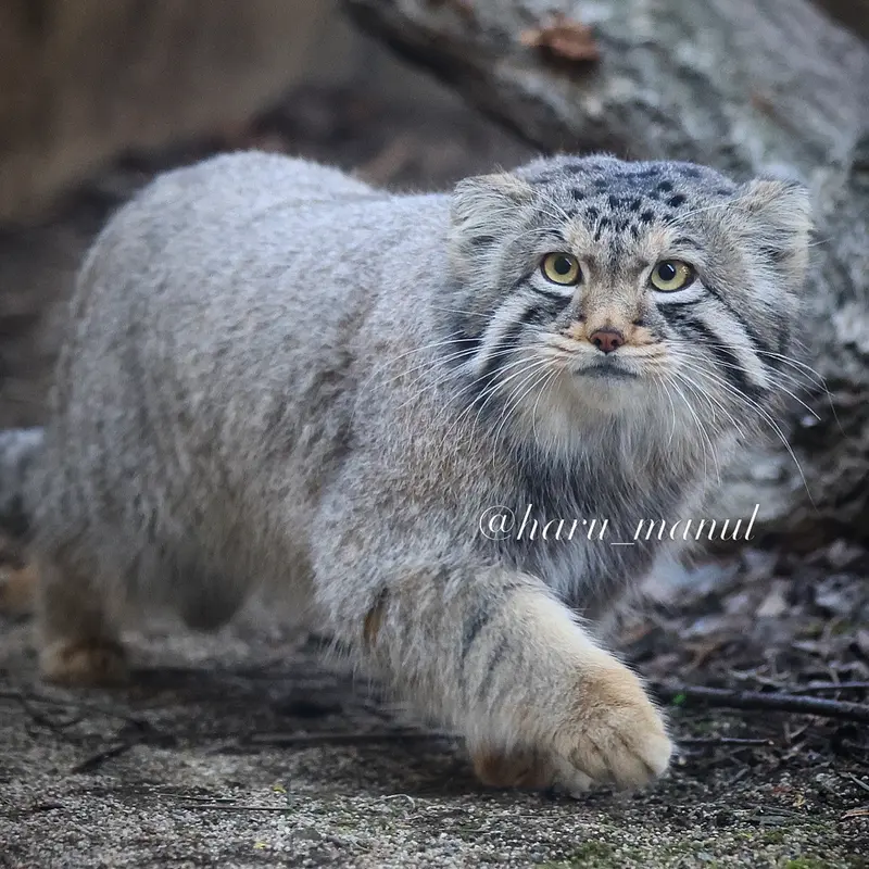 Фотография Нагому в Царстве Животных Насу