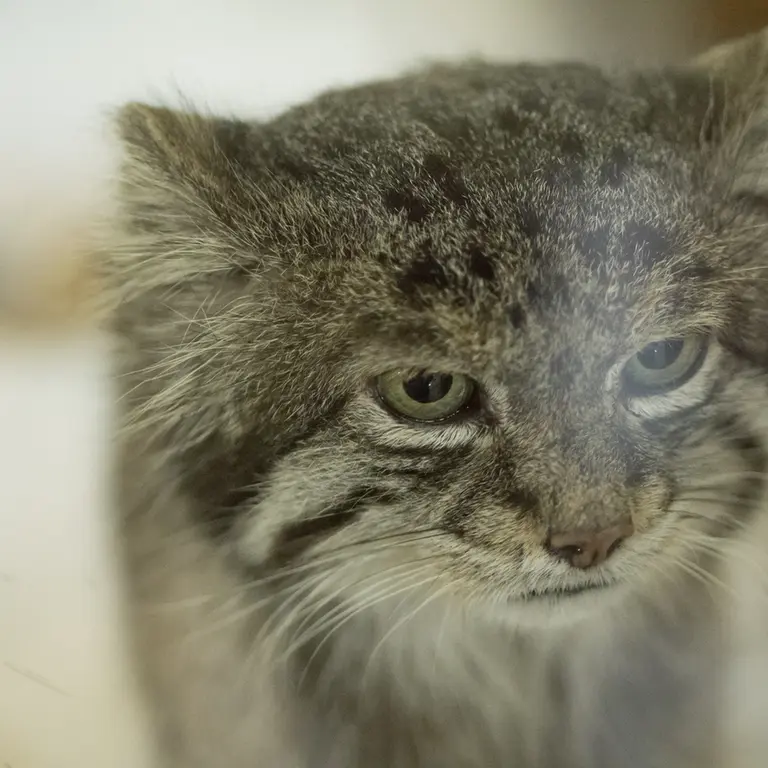 Фотография Клёна в Зоопарке Уено