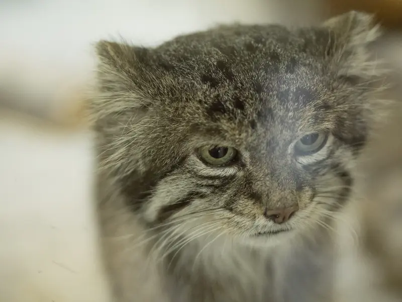 Фотография Клёна в Зоопарке Уено