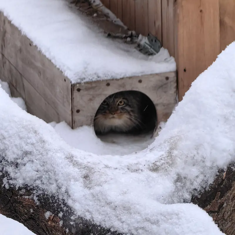 Фотография Сына Снежинки 2025 г.р. Ⅲ в Новосибирском Зоопарке