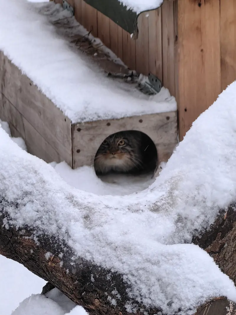 Фотография Сына Снежинки 2025 г.р. Ⅲ в Новосибирском Зоопарке