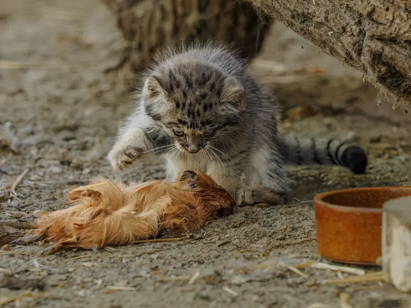 Фотография с манулом в Зоопарке Брно