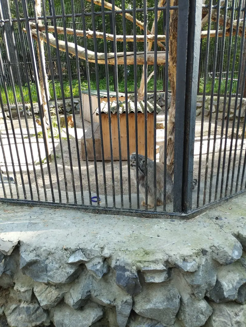 Фотография с манулом в Новосибирском Зоопарке