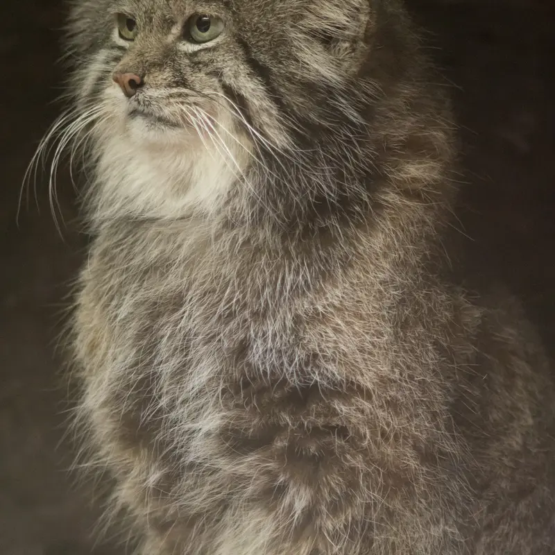 Фотография Клёна в Зоопарке Уено