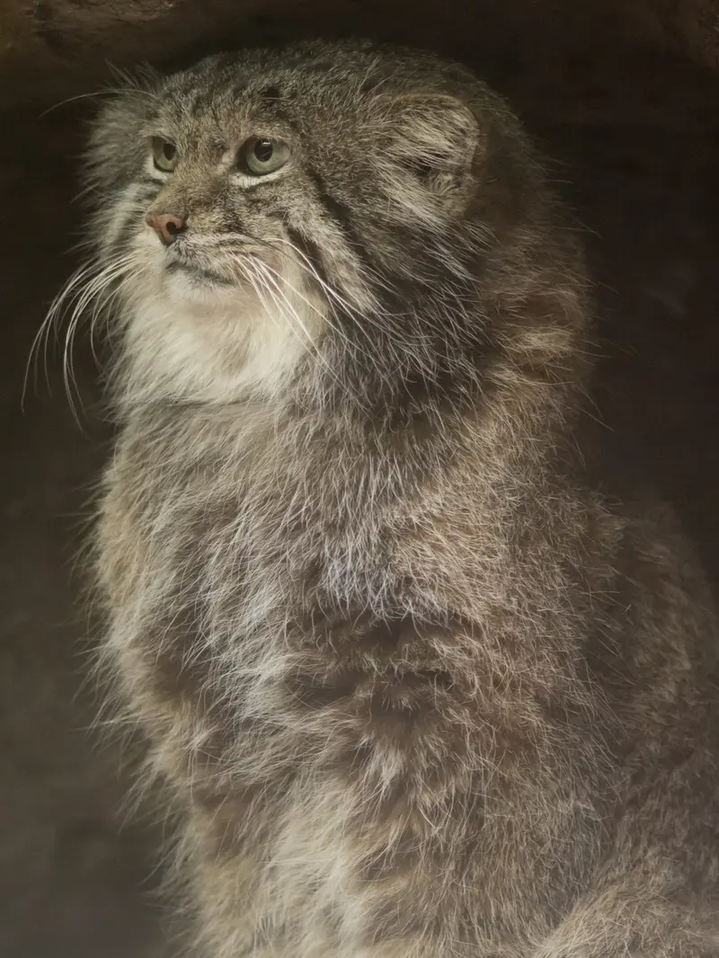 Фотография Клёна в Зоопарке Уено