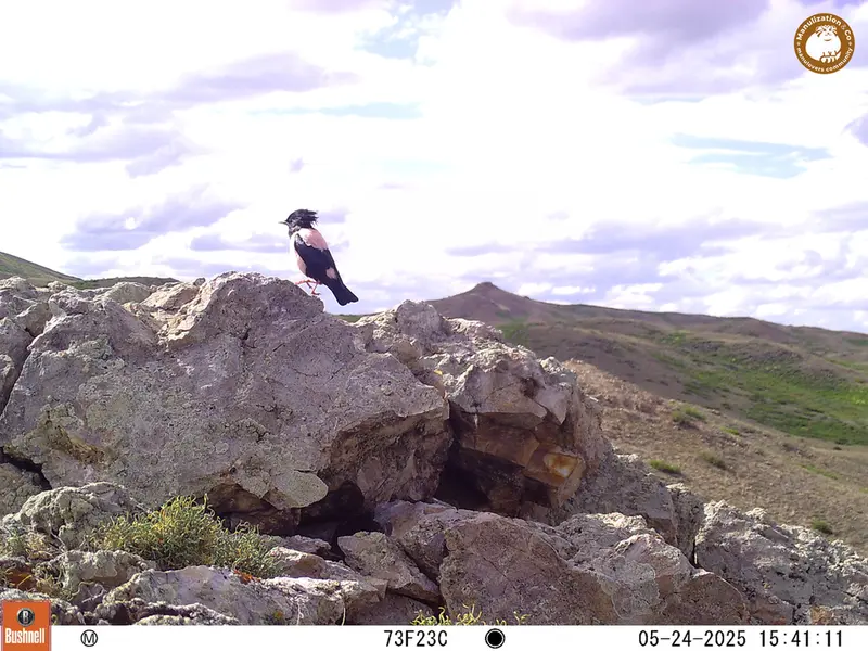 Фотография с манулом с фотоловушки Бесшокы 1