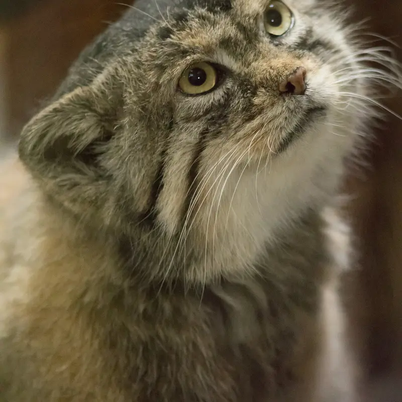 Фотография Примулы в Зоопарке Уено