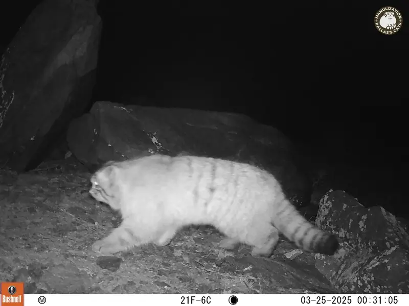 Фотография с манулом