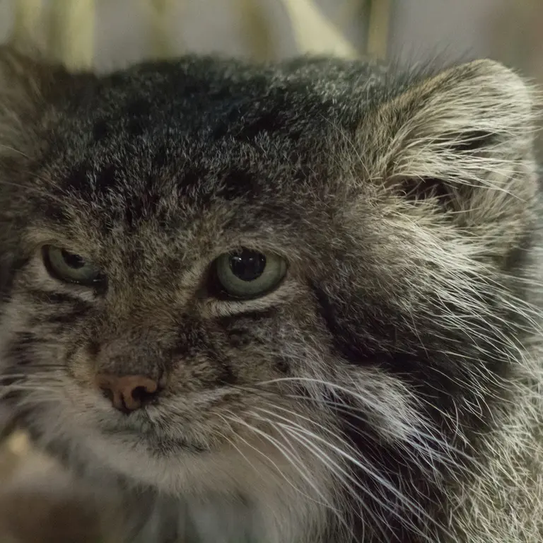 Фотография Клёна в Зоопарке Уено