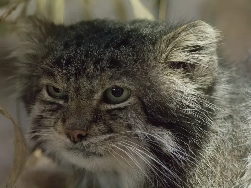 Фотография Клёна в Зоопарке Уено