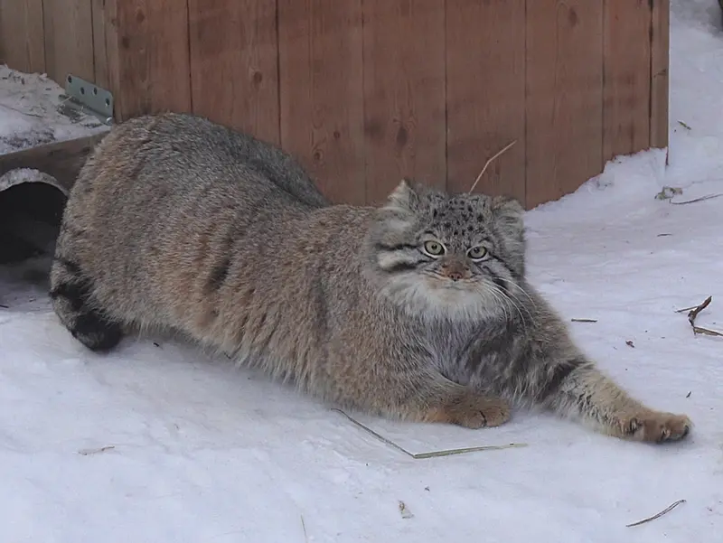 Фотография Евчика 2024 Г.р. Ⅳ в Новосибирском Зоопарке