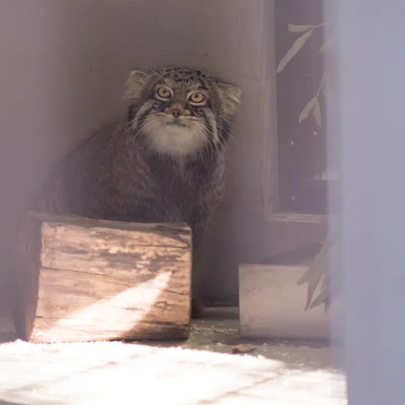 Фотография Фиги в Зоопарке Ногеяме