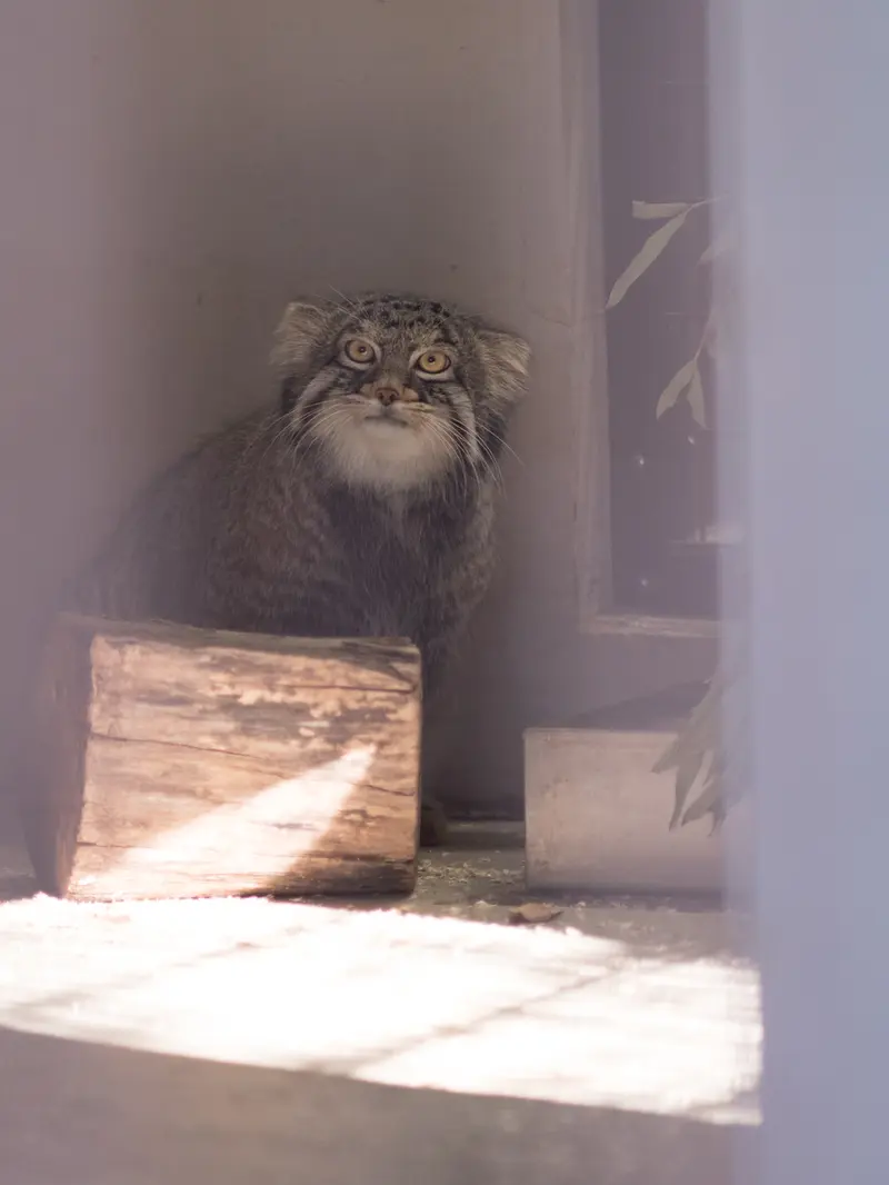 Фотография Фиги в Зоопарке Ногеяме
