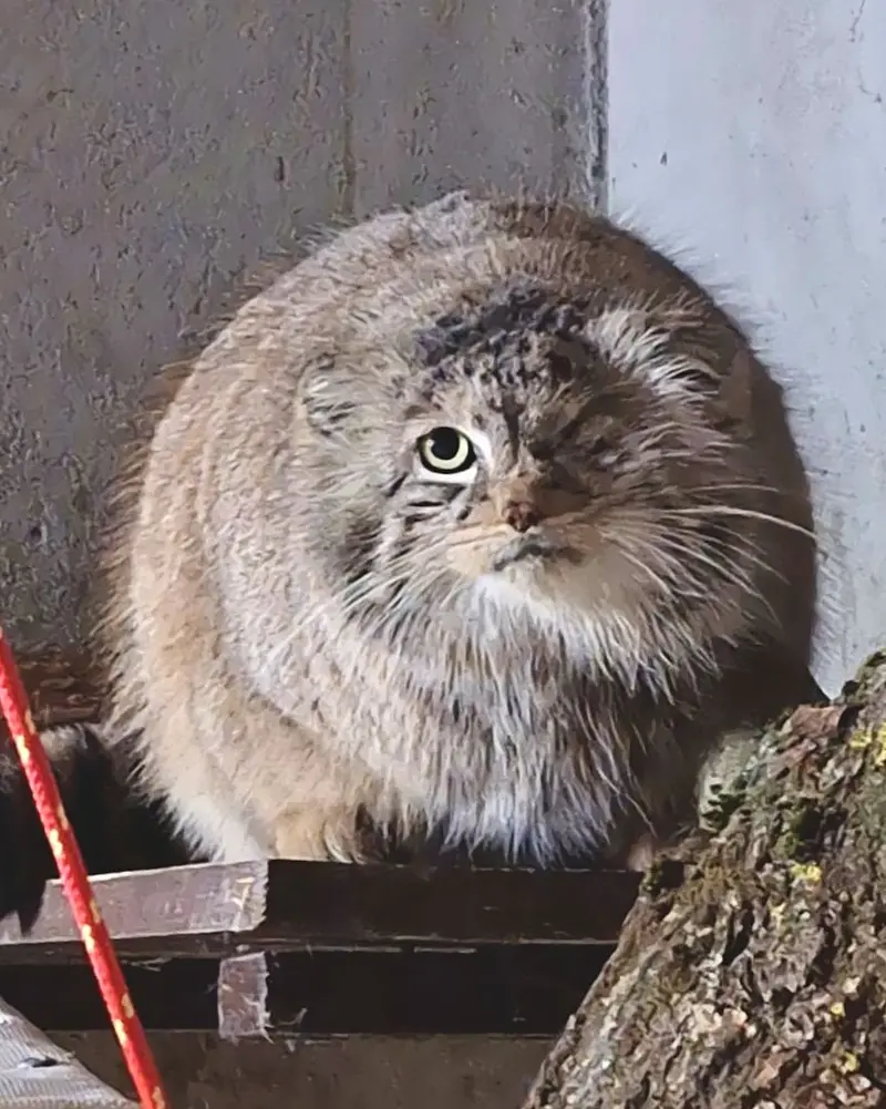 Фотография Боженки в Познаньском Новом Зоопарке