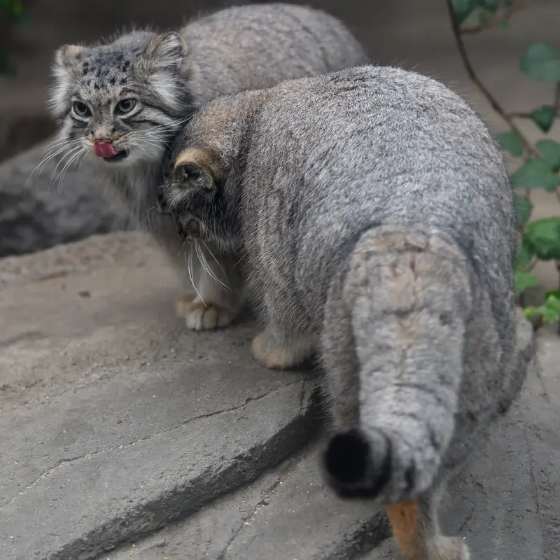 Фотография Аз в Царстве Животных Кобе
