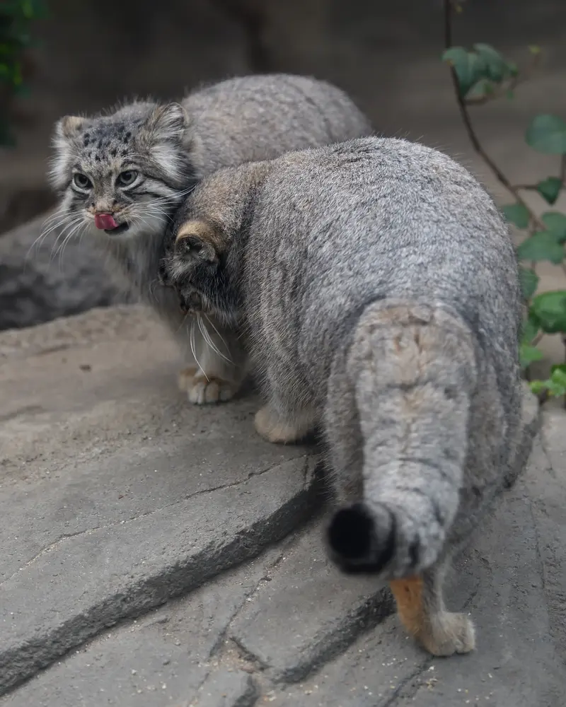 Фотография Аз в Царстве Животных Кобе