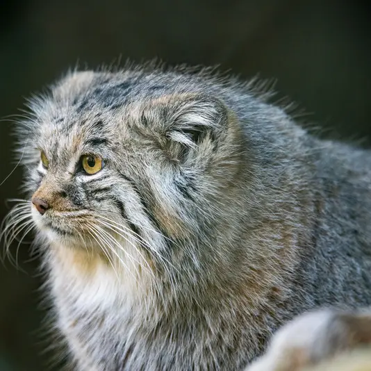 Фотография Плюши в Мюнхенском Зоопарке Хеллабрунн