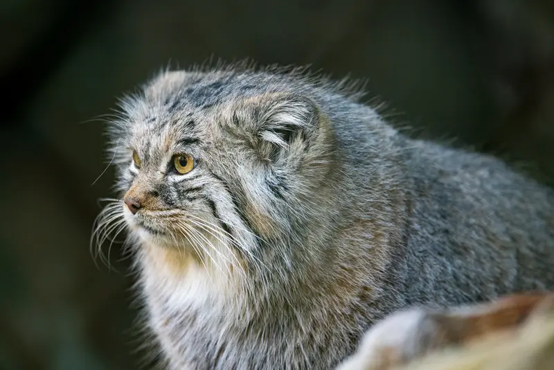 Фотография Плюши в Мюнхенском Зоопарке Хеллабрунн