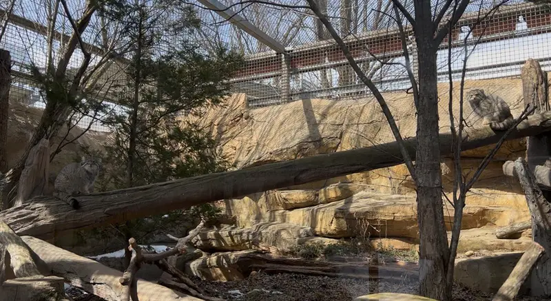 Фотография Нагому и Абрикос в Царстве Животных Насу