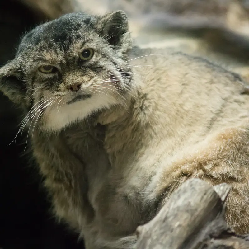 Фотография Примулы в Зоопарке Уено