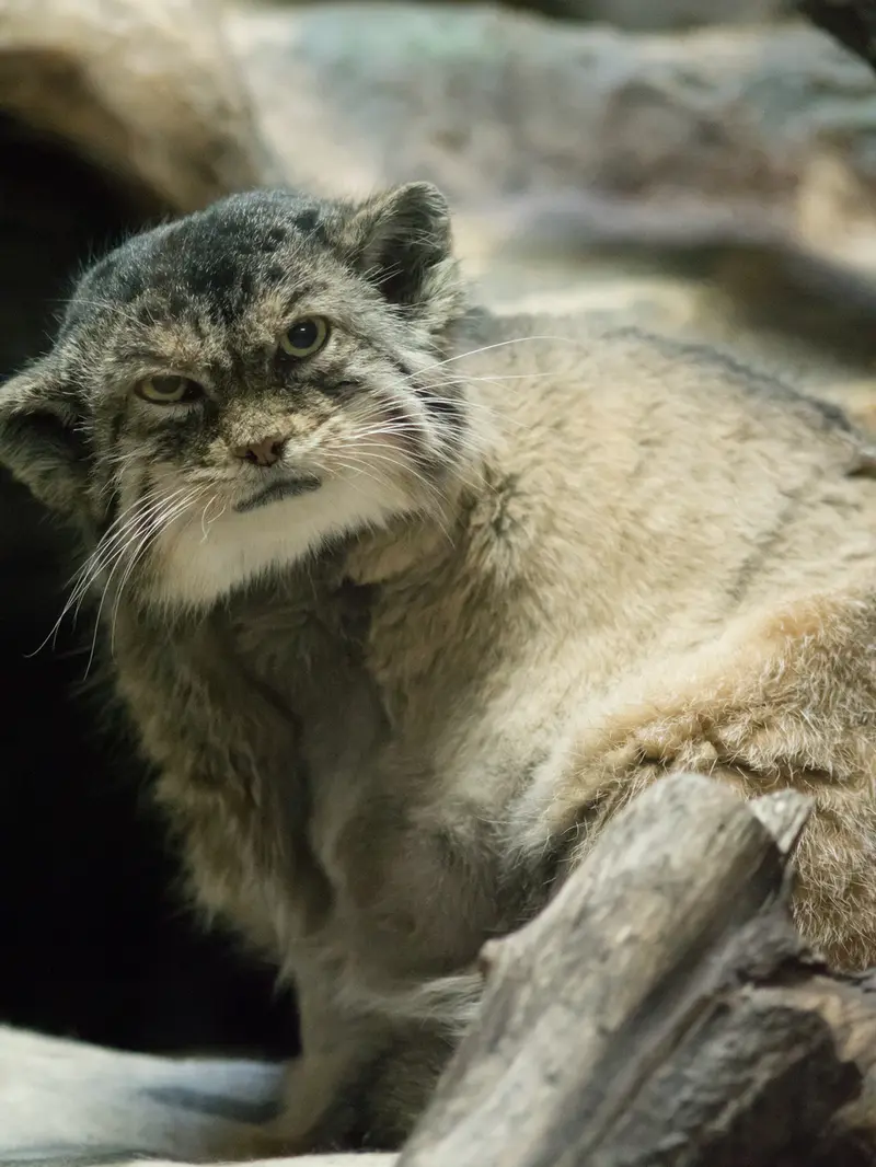Фотография Примулы в Зоопарке Уено