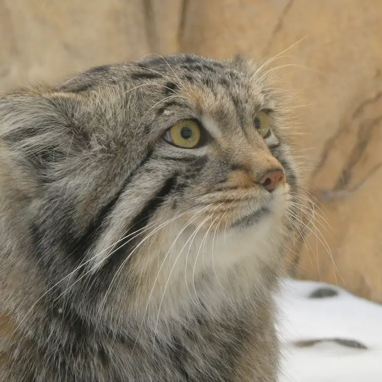 Фотография Нагому в Царстве Животных Насу