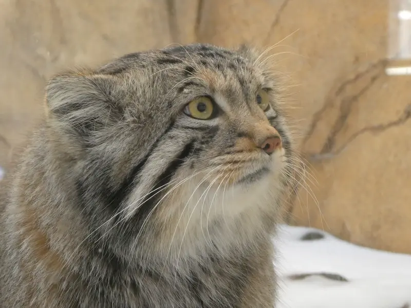 Фотография Нагому в Царстве Животных Насу