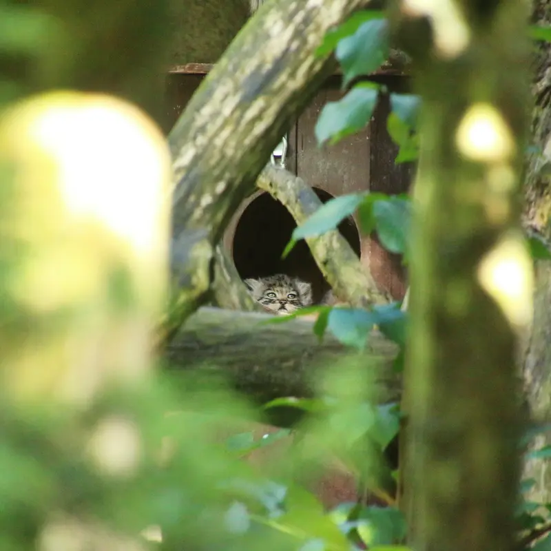 Фотография с манулом
