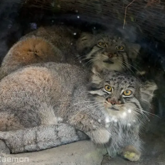 Фотография Ото в Царстве Животных Кобе