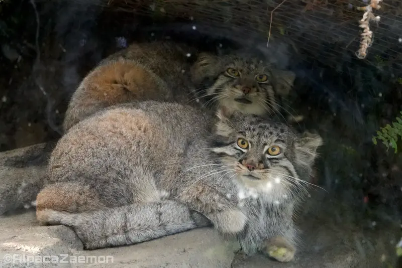 Фотография Ото и Мей в Царстве Животных Кобе