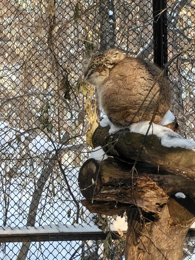Фотография Жоры в Новосибирском Зоопарке