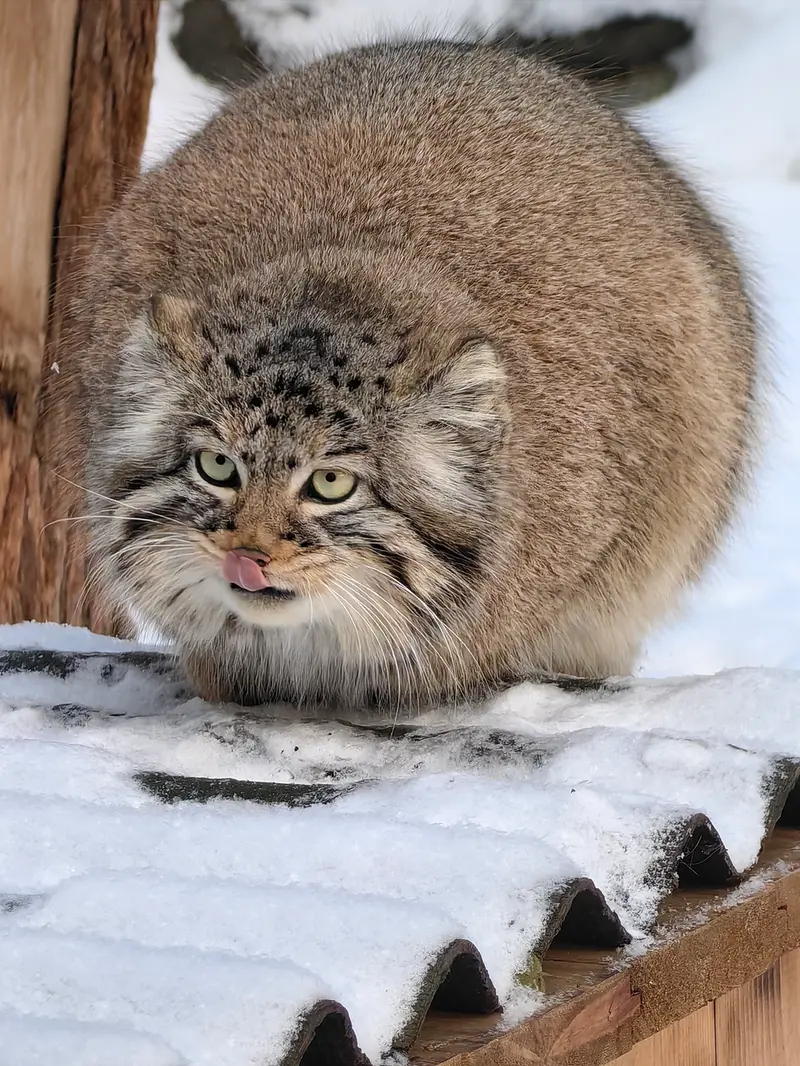 Фотография Евчонки 2023 Г.р. Ⅲ в Новосибирском Зоопарке